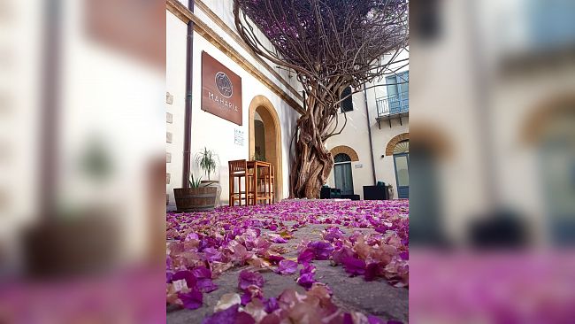 La storica Bougainvillea di Menfi entra nell’Elenco Nazionale degli Alberi Monumentali d’Italia