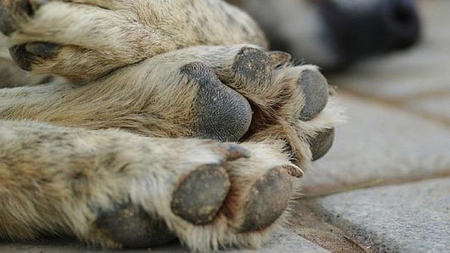 Santa Ninfa, cane morto per presunto avvelenamento 