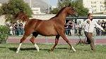 TRAPANI – Dal 5 al 6 aprile Arabian Horses Cup  2014