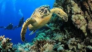 Stasera alla Lega Navale la presentazione del volume “Ombre dal fondo”