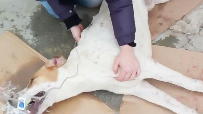 5 cani avvelenati nei pressi del cimitero comunale. L’appello dell’ENPA