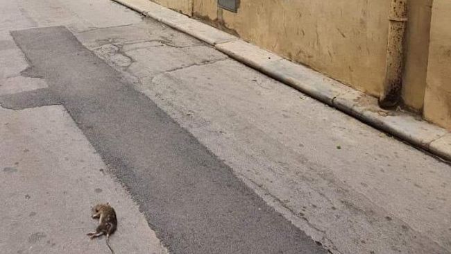 Trapani, segnalata presenza di topi al centro storico