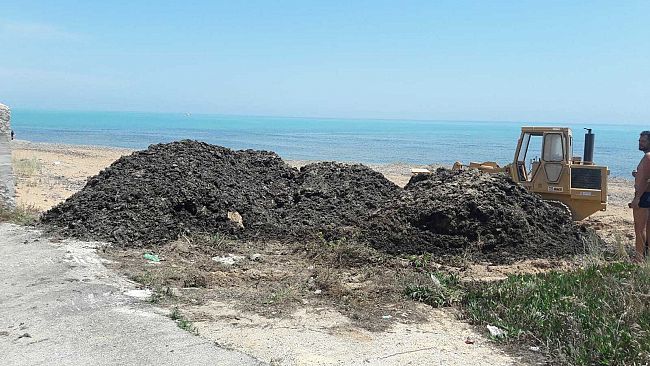 Triscina, cumuli di posidonia spostati dal porticciolo di Marinella di Selinunte sulla spiaggia