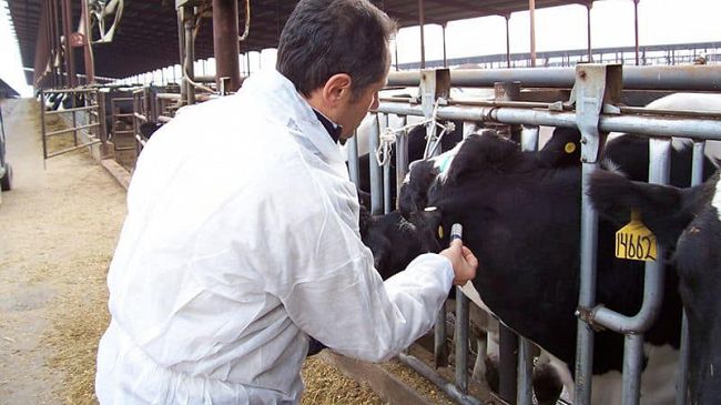Santa Ninfa, assegnato al Dott. Ruggiano il trattamento sanitario dei capi di bestiame