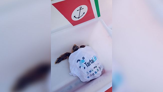 Marettimo. Torna in mare la tartaruga soccorsa lo scorso giugno