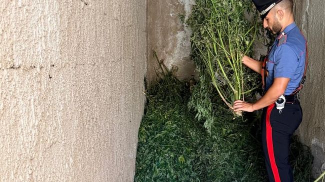 Carini, scoperta una piantagione di marijuana. E' caccia ai responsabili