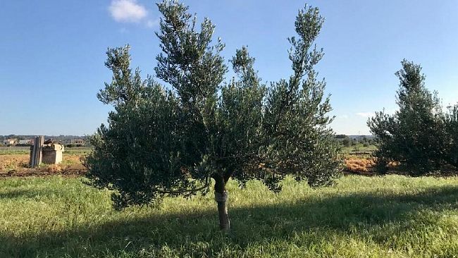 A Campobello il corso di alta formazione sulla potatura e gestione dell’oliveto