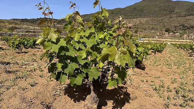La pratica agricola della vite ad alberello di Pantelleria: un bene immateriale da trasferire alle nuove generazioni 