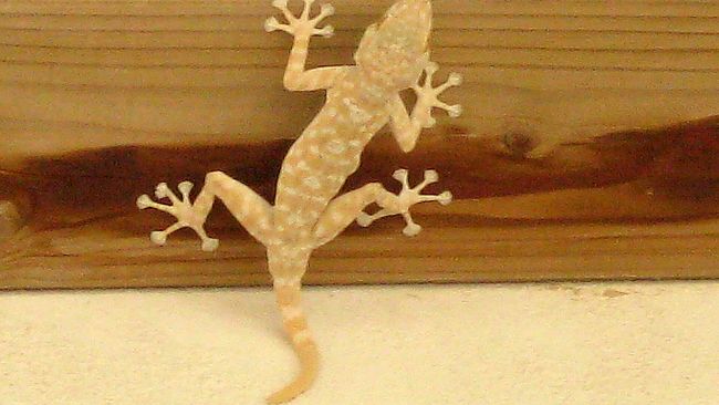 Misteridicittà/ Da sempre “patruneddi” delle nostre case, i gechi!