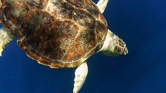 Favignana, liberato nelle acque dell’area marina protetta Enea, tartaruga marina vittima di cattura accidentale e guarita presso il Centro di Primo Soccorso dell’AMP