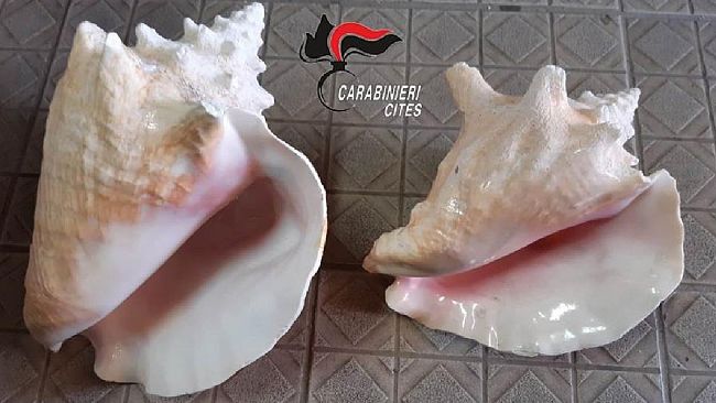 Parco archeologico Selinunte. Sequestrati 9 kg di corallo e due conchiglie rare