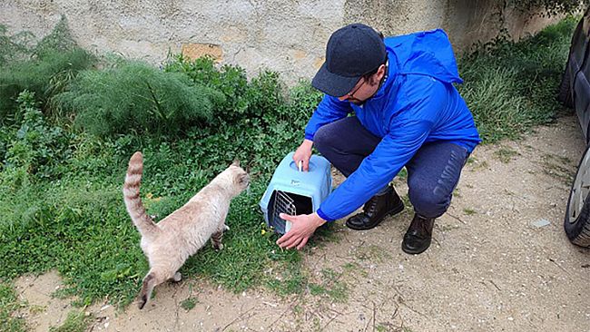 A Trapani sterilizzati 100 gatti con finanziamento Oipa e veterinario 