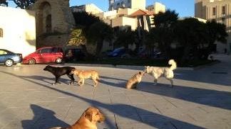 Mazara, appello per l’adozione dei cani