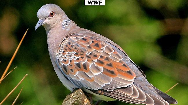 Presidente Schifani autorizza la 