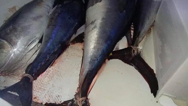 Tonno rosso con istamina superiore ai limiti di legge, scatta il sequestro nel Trapanese