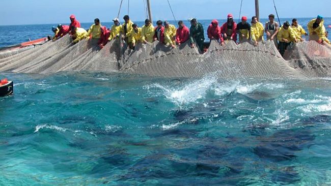 Tonnara a Favignana: la soddisfazione del Consiglio Comunale