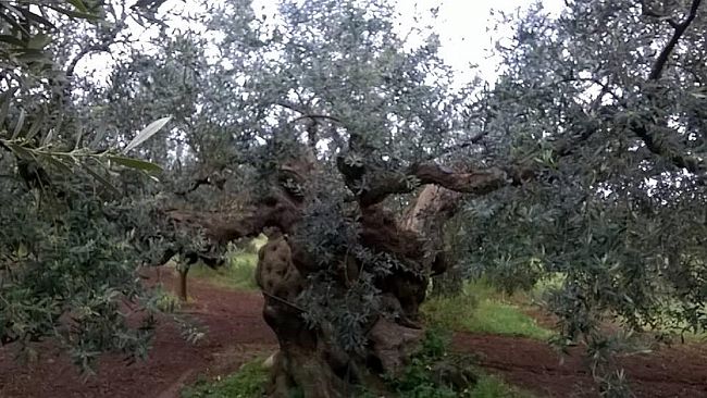 Olivicoltura, aggregarsi è la carta vincente