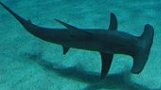 Capo Feto, incontro ravvicinato con degli squali da parte di un giovane sub marsalese