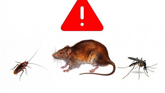 Partanna: Il Pd denuncia la mancata disinfestazione del territorio comunale