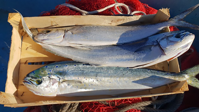 Marettimo: “Il capone, un pesce stagionale tutto da scoprire”