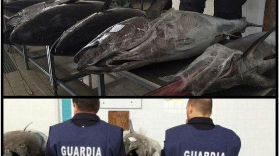 Guardia Costiera, ingente sequestro di tonno rosso
