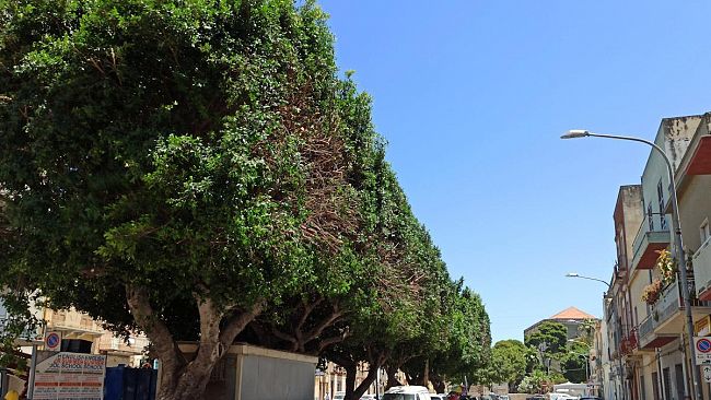 Trapani, potature ultimate in Via Pepoli e Lungomare Dante Alighieri