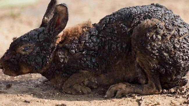 Sicilia, caccia: il TAR sospende di nuovo la stagione venatoria