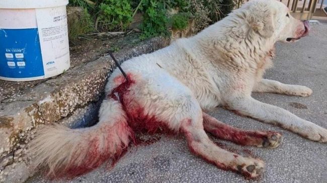 Cane ferito con una balestra a Castelvetrano, il Partito Animalista fa denuncia in Procura