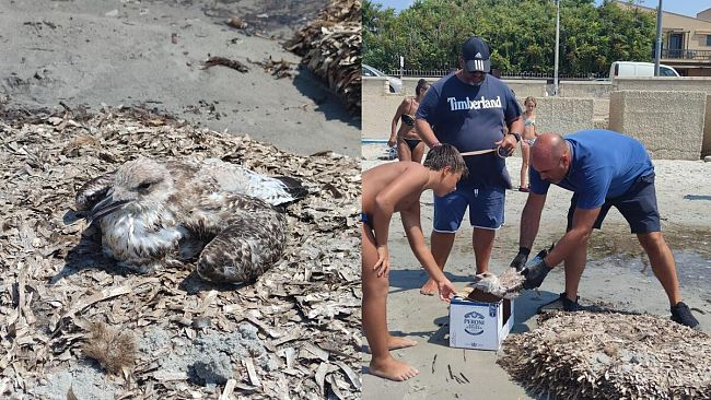 Mazara, salvato un pullo di gabbiano nella spiaggia di San Vito