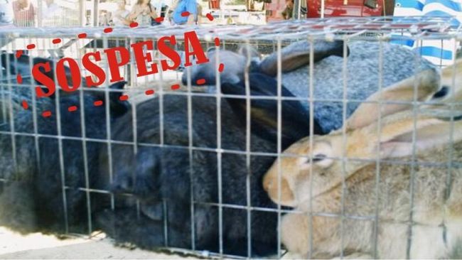 Sospensione della fiera del bestiame