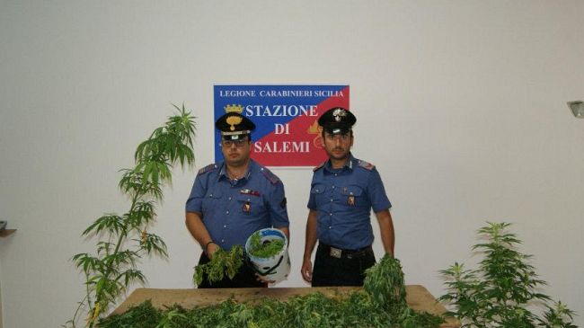 SALEMI – Carabinieri scoprono piantagione occultata