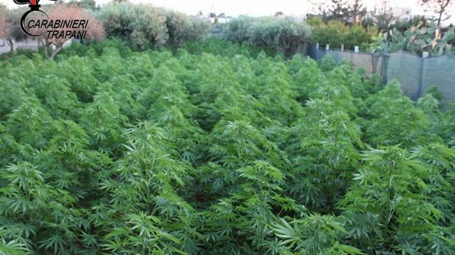 Contrasto alla produzione ed allo spaccio di stupefacenti. Cinque misure cautelari eseguite dai Carabinieri