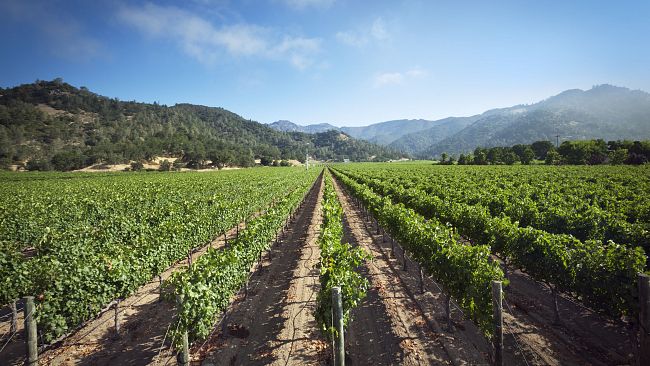 Vendemmia 2018: clima pazzo e peronospera, produzione in calo