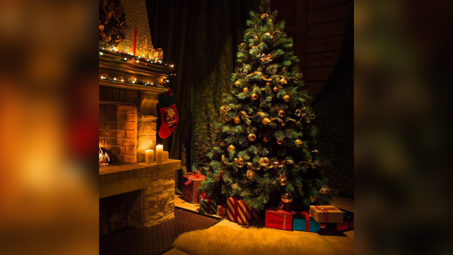 ​Ultime della sera: Al via l'allestimento dell'albero di Natale