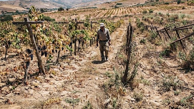 Crisi vitivinicola: terra abbandonata e costi insostenibili. L'appello di CIA Petrosino