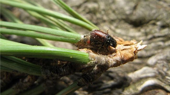 Pineta di Levanzo infestata da un insetto parassita. Interrogazione della Ciminnisi (M5S)