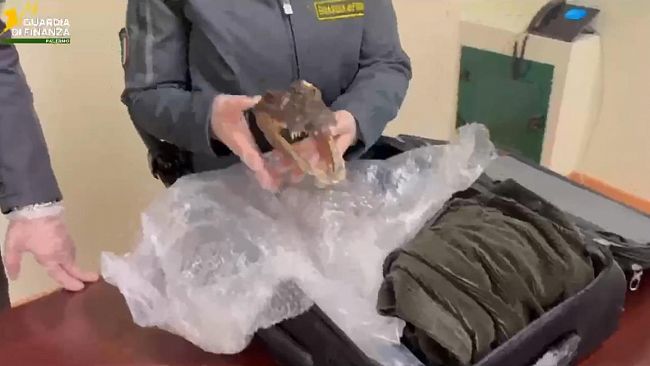 in-viaggio-conuna-testa-di-coccodrillo-la-scoperta-allaeroporto-di-palermo