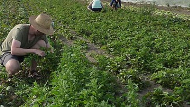 Agricoltura  e non solo : farm to fork, dalla fattoria alla tavola