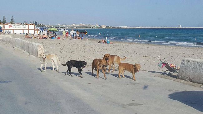 Mazara, il randagismo e l’annosa ed esosa (più di 200mila euro l’anno) convenzione con la Ri.Ca.Ra. di Caltanissetta