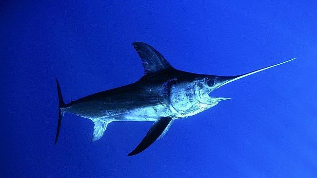 Ue, pesce spada: ok nuove quote ai piccoli pescatori. Votata proposta di Marco Affronte