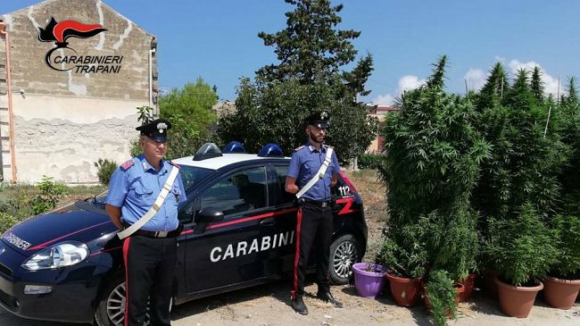 Paceco: i Carabinieri scoprono due piantagioni di marijuana. 4 gli arresti