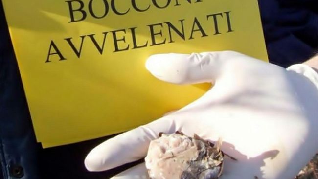 Salemi, Ritorna l’incubo di esche e bocconi avvelenati destinati ai cani