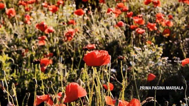 25-aprile-litalia-celebra-la-liberta-il-valore-della-memoria-e-della-democrazia
