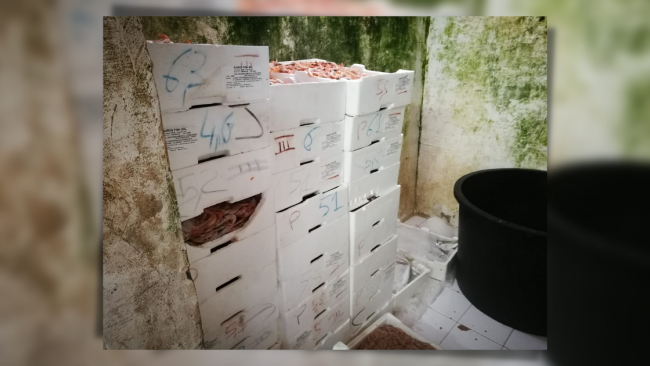 Mazara, la Capitaneria sequestra 200 kg di pesce in stabilimento abusivo