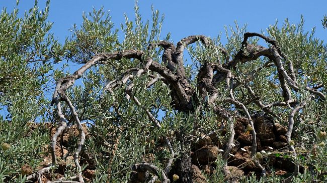 “Ogghiu Patescu Fest”. Il sostegno all’olivocoltura dell’Ente Parco Nazionale Isola di Pantelleria