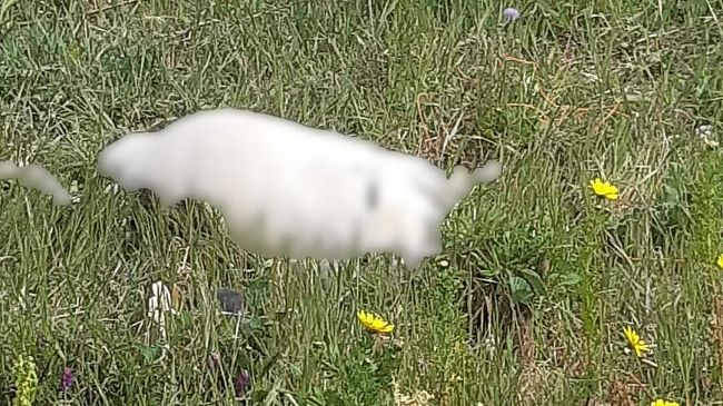 Strage di cani a Partanna, il Partito Animalista fa denuncia in Procura