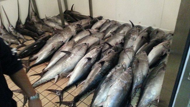 Marsala, multe e denunce della Capitaneria di Porto dopo una vasta operazione