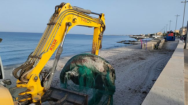 Mazara, rimossa la carcassa del cetaceo arenato nella spiaggia di San Vito