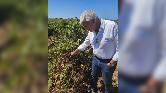 Peronospora: AGEA pronta a erogare 25 milioni in Sicilia. Pellegrino (FI)