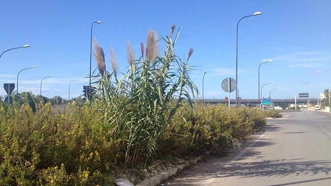 Mazara, in stato di abbandono area circostante la sopraelevata, l’ecomostro elettorale